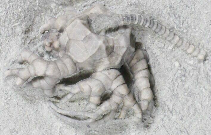 , D Fossil Crinoid (Cyathocrinites) - Crawfordsville, Indiana #27559